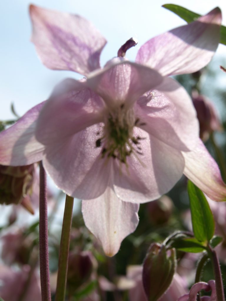 OLYMPUS DIGITAL CAMERA