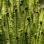 fern, fiddlehead, vessel sporenpflanze