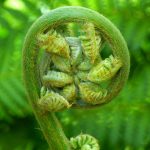fern, plant, fiddlehead