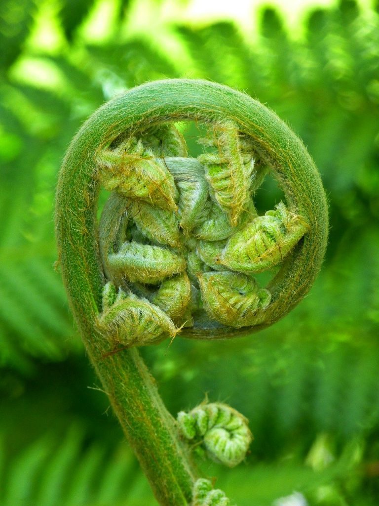 fern, plant, fiddlehead