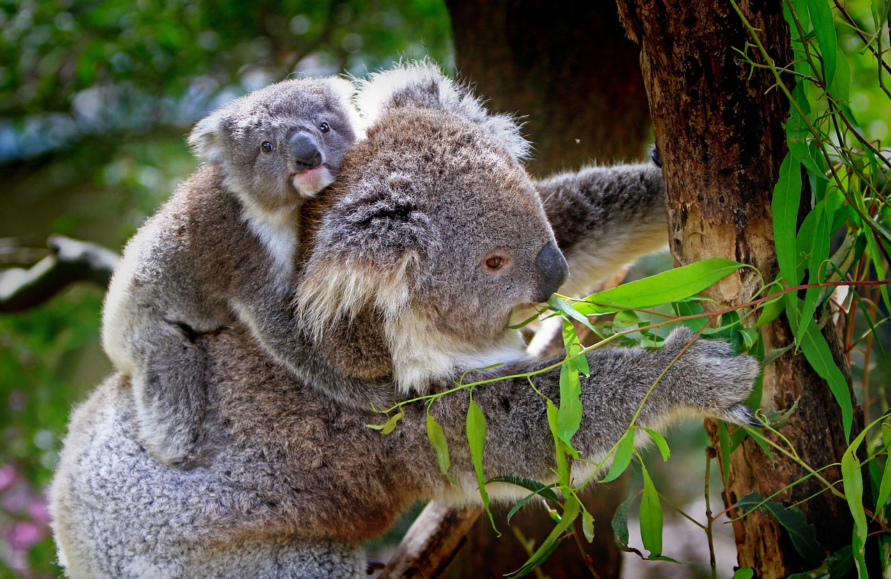 koalas, animals, wildlife-61189.jpg